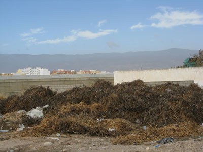 La mayora de los agricultores almerienses estn cumpliendo la Ley de Sanidad Vegetal evitando  la acumulacin de restos de cosechas junto a los invernaderos