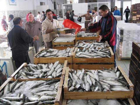 Almera export en 2013 pescado y marisco fresco valorado en 9,1 millones de euros, un 9% ms que en 2012