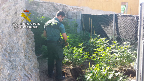 La Guardia Civil detiene a una persona por cultivo de drogas en Albox