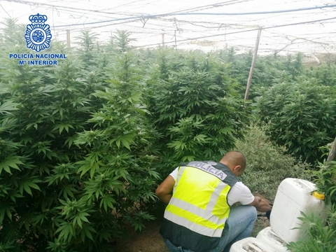La Polica Nacional desmantela dos plantaciones de marihuana en un paraje de la localidad almeriense de El Ejido 