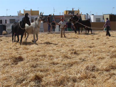 V Encuentro de Trilla de Santa Mara del guila pretende recuperar las antiguas tradiciones, as como fomentar el folclore y la cultura ms popular entre las nuevas generaciones