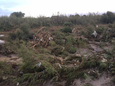 El Ayuntamiento denuncia el nulo mantenimiento de la Junta sobre la Rambla de El Charco e insta a su limpieza integral