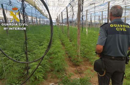 La operacin Muralla Verde localiza ms de 2500 plantas de marihuana en un invernadero