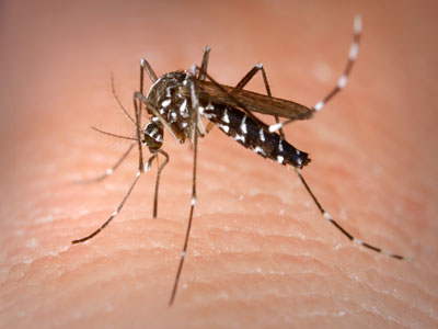 IU propone redactar y consensuar una ordenanza de prevencin de las plagas de mosquitos para Roquetas