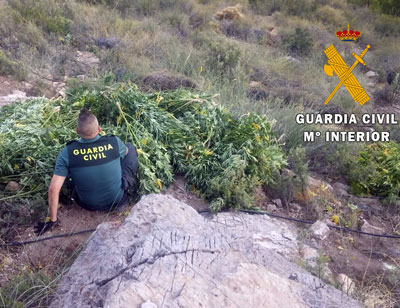 La Guardia Civil localiza 240 plantas de marihuana en el paraje Barranco de los Gatos, trmino municipal de Enix