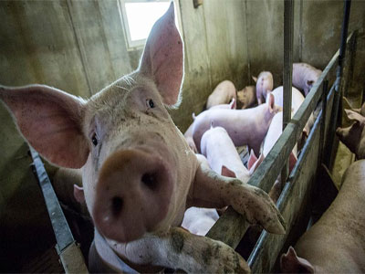Comienza campaa anual para garantizar la salud de los productos de la tradicional matanza del cerdo 