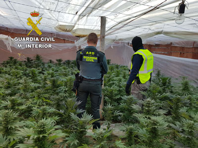 La Operacin Cuco destapa dos plantaciones con ms de ochocientas plantas de marihuana y detiene a dos personas