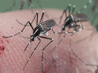 La Junta de Gobierno aprueba la contratacin del servicio que evite la proliferacin y desarrollo de mosquitos en la zona costera