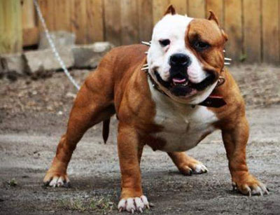 Un perro de raza Pitbull ataca a un nio de tres aos que permanece ingresado en estado grave