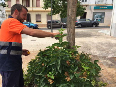 El Ayuntamiento de Dalas cuida con bichos buenos sus espacios ajardinados pblicos, evitando as el uso de pesticidas que puedan daar al medio ambiente