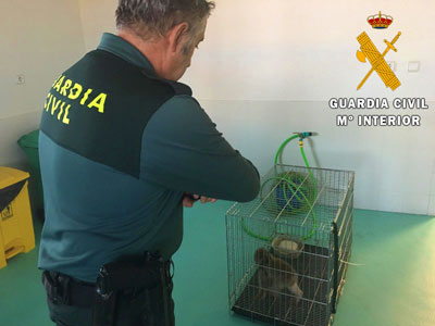 La Guardia Civil localiza un Macaco de Berbera que viajaba en el asiento trasero de un vehculo destino Centroeuropa