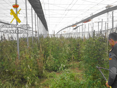 No hay detenidos tras localizar ms de 1000 plantas de marihuana en  un invernadero en Gdor