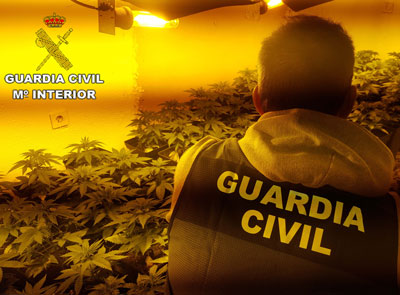 La Guardia Civil incauta ms de 200 plantas de marihuana y detiene a dos personas por un delito contra la salud pblica