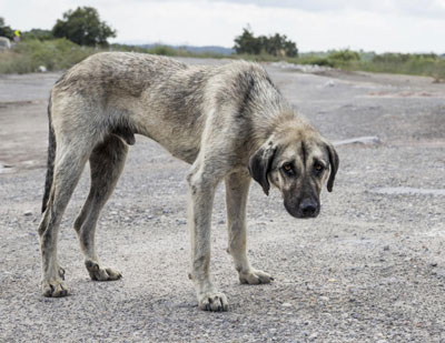 Aprobada la contratacin del servicio de recogida y transporte de animales abandonados, vagabundos y perdidos en El Ejido 