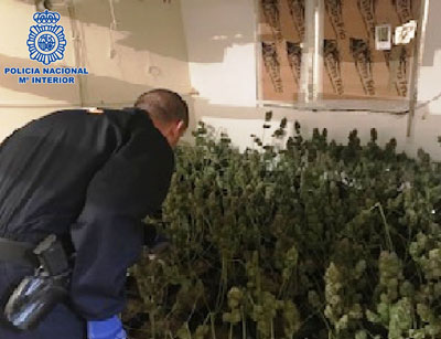 Desmantelado en El Ejido un punto de cultivo acelerado y distribucin de marihuana en una vivienda