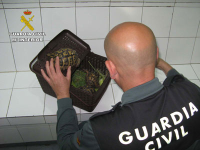 La Guardia Civil localiza una tortuga mora TESTUDO GRAECA en el desembarco procedente del Norte de frica