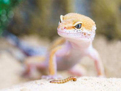 El gecko, elige para tu vida un acompaante singular