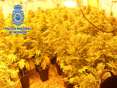 Tras una denuncia por violencia domestica la Policia Nacional halla 90 plantas de marihuana