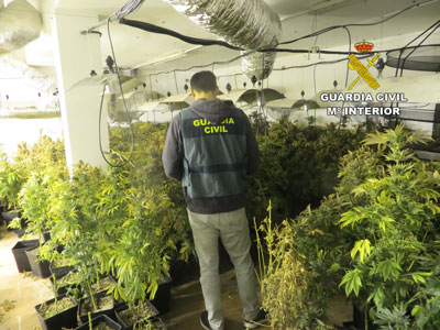 Encuentran casi 500 plantas de marihuana a diez metros de un centro escolar