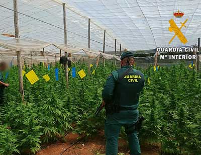 La Guardia Civil localiza una plantacin con 4000 plantas de marihuana en cuatro invernaderos de El Ejido 