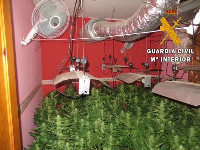 Dos detenidos tenan 212 plantas de marihuana en una plantacin indoor en Roquetas