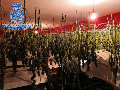 La Polica Nacional incauta 346 plantas de marihuana en una vivienda de Almera