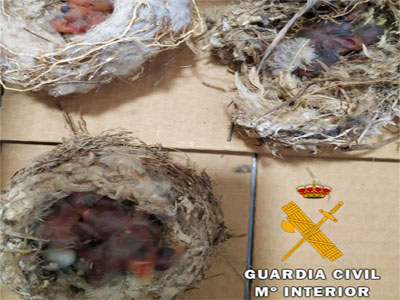 Investigan a 4 personas por delitos contra la flora y fauna al robar nidos de fringílidas