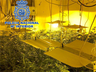 La Polica Nacional incauta 239 plantas de marihuana en un cortijo de Almera