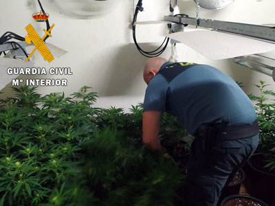 La Guardia Civil detiene a una persona y localiza una plantacin con 200 plantas de marihuana en un cortijo en Sens  