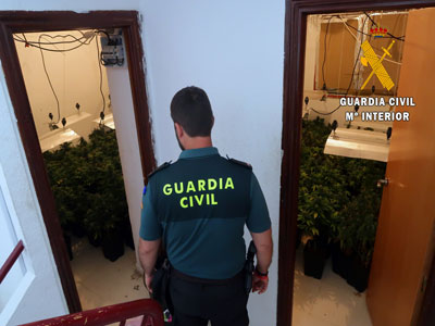 La Guardia Civil culmina una extensa investigacin que finaliza con cuatro detenidos y 757 plantas de marihuana intervenidas en Gdor  