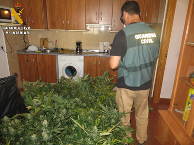 Detenido con 242 plantas de marihuana repartidas en dos habitaciones
