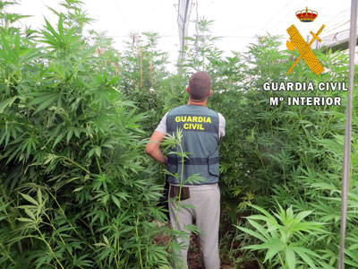 La Guardia Civil de Almera localiza la mayor plantacin invernada de marihuana en lo que va de ao con 5300 plantas  
