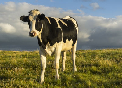 Las vacas y el cambio climático