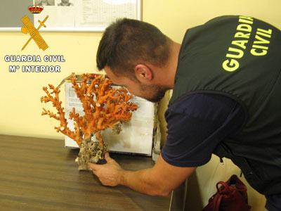 La Guardia Civil localiza en el puerto de Almera 2.000 gramos de coral rojo procedentes de especmenes protegidos 