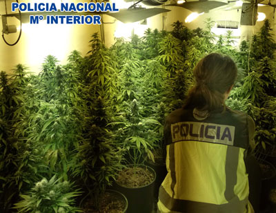 Incautadas 124 plantas de marihuana en una vivienda de Almera