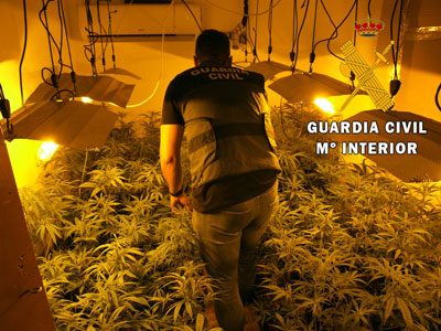 La Guardia Civil de Almería detiene a dos personas y localiza 295 plantas de marihuana y  una escopeta cargada en La Mojonera 