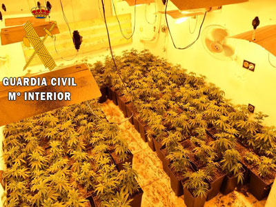 La Guardia Civil localiza 107 plantas de Marihuana en un cultivo indoor en Roquetas de Mar