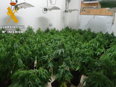 La Guardia Civil interviene ms de 1200 plantas de marihuana en las estancias subterrneas de 5 viviendas unifamiliares