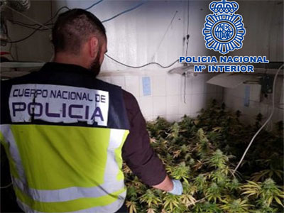 La Polica Nacional destapa una plantacin de marihuana con  423 plantas en fase de crecimiento