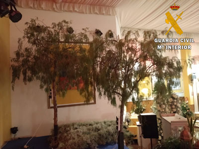 Corta tres rboles en una calle de Benahadux para decorar un saln de bodas que su empresa deba embellecer