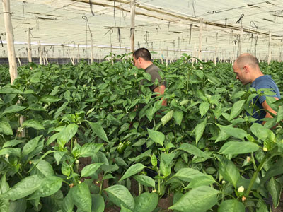 Vellsam aporta a la Escuela Agraria de Vícar su gama de nutricionales para cultivos de pimiento y pepino