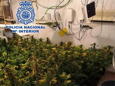 La Polica Nacional desmantela una nueva plantacin de marihuana y detiene al responsable