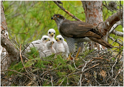 Ecologistas en Accin: Derriban nidos de Azores en labores de mantenimiento en el Parque Natural de Sierra Maria-Los Velez