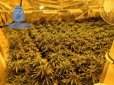 Un clan familiar protega casi 1.500 plantas de marihuana con un bolgrafo-pistola, en la barriada de Los Molinos