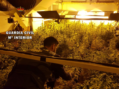 La operacin Lududa, se salda con la detencin de dos personas y la intervencin de 271 plantas de marihuana