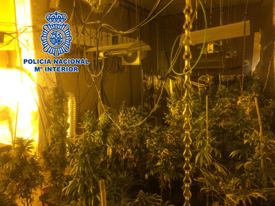 La Polica Nacional incauta 186 plantas de marihuana en una vivienda del barrio de los Molinos de Almera
