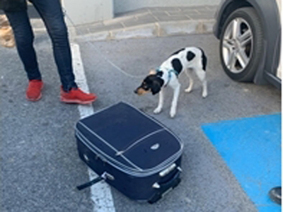 La Guardia Civil intercepta a una persona que pretenda viajar en autobs con un perro de gran tamao encerrado en una maleta  