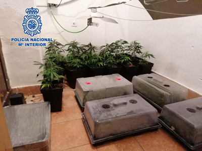 Cuatro detenidos al intentar arrojar deshechos de plantaciones de marihuana a la basura