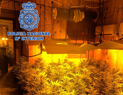 La Polica Nacional desmantela una plantacin de marihuana a la que se acceda a travs de un butrn con una vivienda contigua