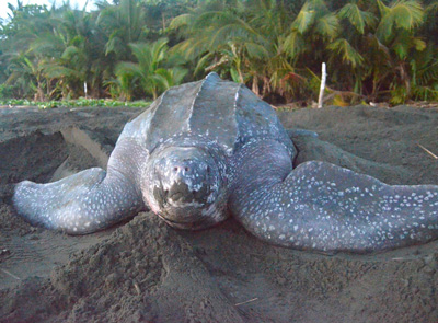 La Universidad advierte sobre el efecto del cambio climtico en la extincin de las tortugas marinas tras millones de aos en los ocanos